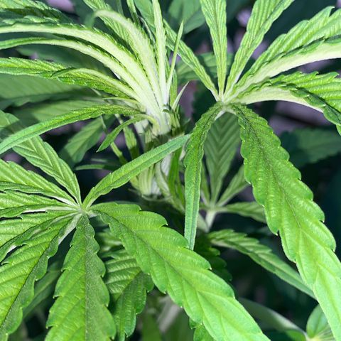 Big Yeti #1 growlog timeline photo