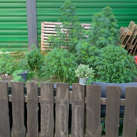 Big Yeti #1 growlog timeline photo