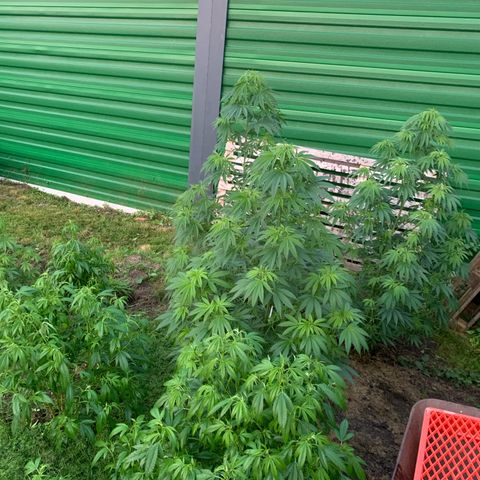 Big Yeti #1 growlog timeline photo