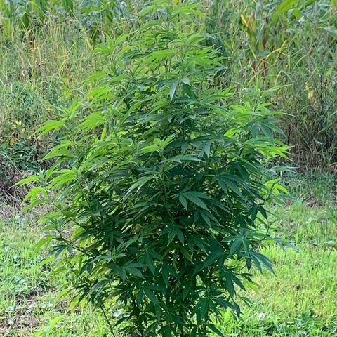 Sour OG Kush #1 growlog timeline photo