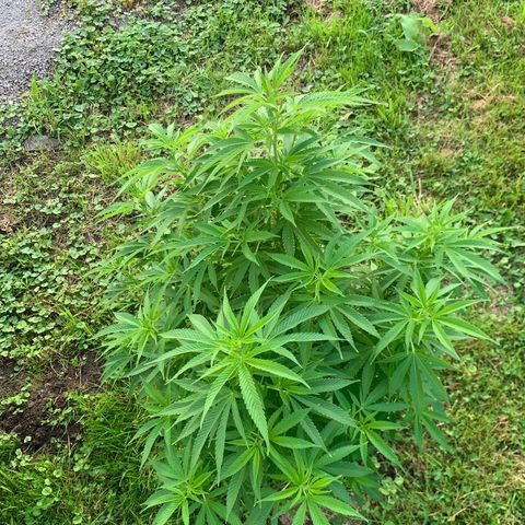 Sour OG Kush #1 growlog timeline photo
