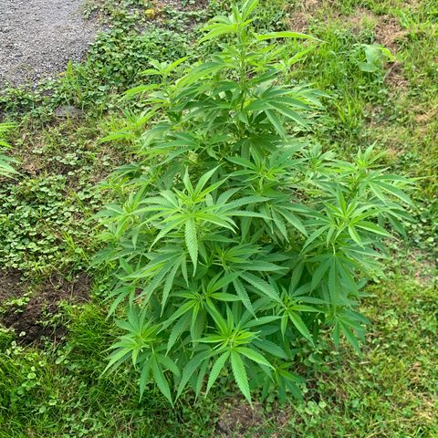 Sour OG Kush #1 growlog timeline photo