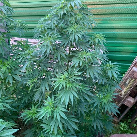 Big Yeti #1 growlog timeline photo