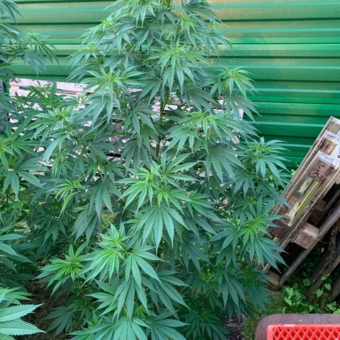 Big Yeti #1 growlog timeline photo