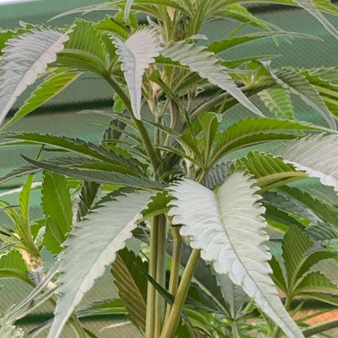 Big Yeti #1 growlog timeline photo