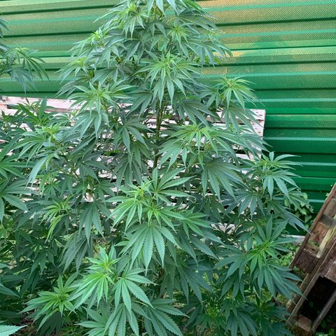 Big Yeti #1 growlog timeline photo
