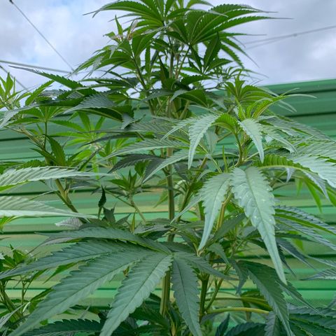 Big Yeti #1 growlog timeline photo