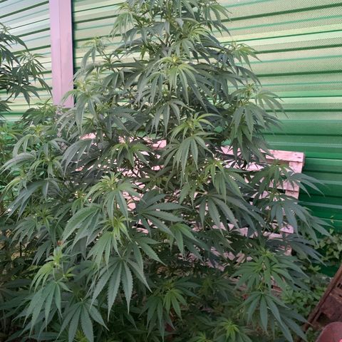 Big Yeti #1 growlog timeline photo