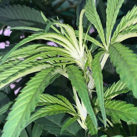 Big Yeti #1 growlog timeline photo