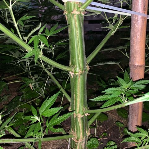 Big Yeti #1 growlog timeline photo
