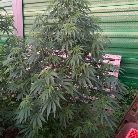 Big Yeti #1 growlog timeline photo