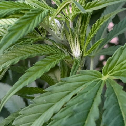 Big Yeti #1 growlog timeline photo