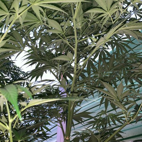 Big Yeti #1 growlog timeline photo