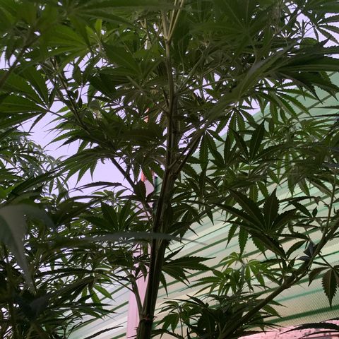Big Yeti #1 growlog timeline photo