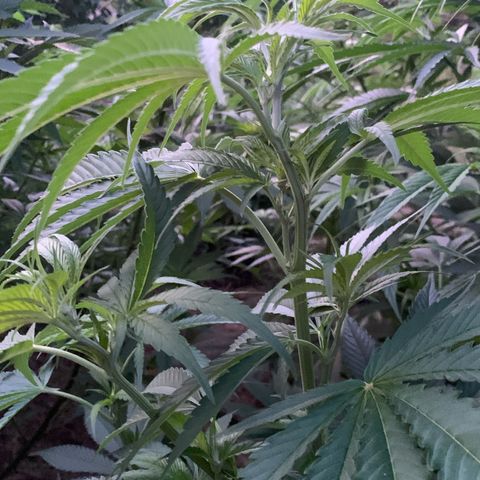 Big Yeti #1 growlog timeline photo