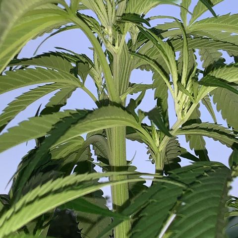 Big Yeti #1 growlog timeline photo