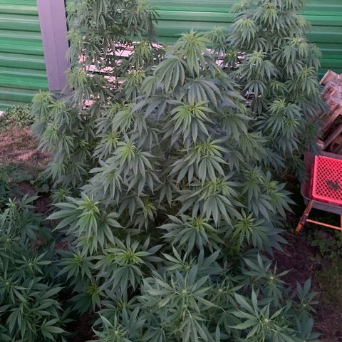 Big Yeti #1 growlog timeline photo