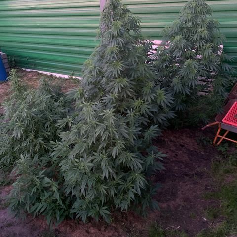 Big Yeti #1 growlog timeline photo