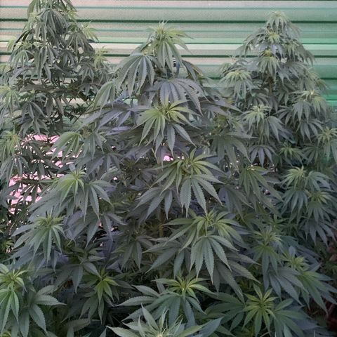 Big Yeti #1 growlog timeline photo
