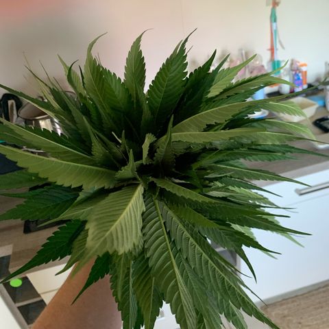 Big Yeti #1 growlog timeline photo