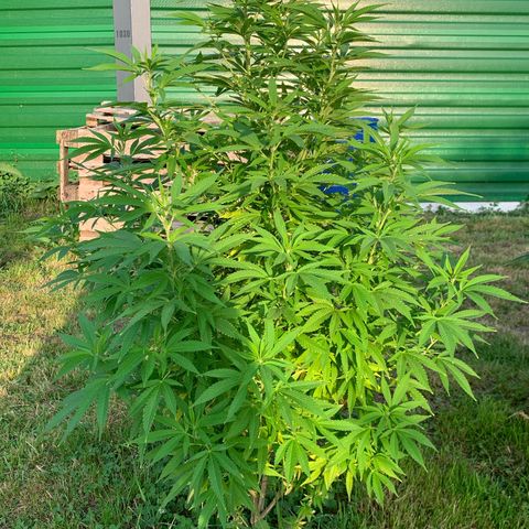 Sour OG Kush #1 growlog timeline photo