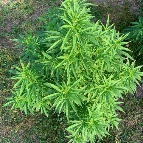 Sour OG Kush #1 growlog timeline photo