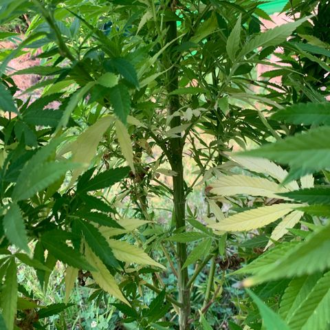 Sour OG Kush #1 growlog timeline photo