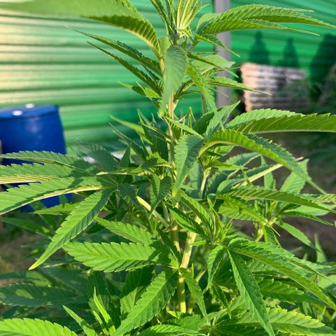 Sour OG Kush #1 growlog timeline photo