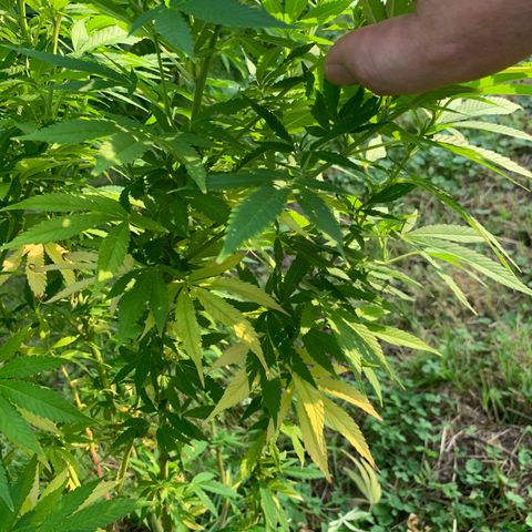 Sour OG Kush #1 growlog timeline photo
