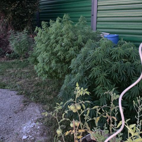 Big Yeti #1 growlog timeline photo
