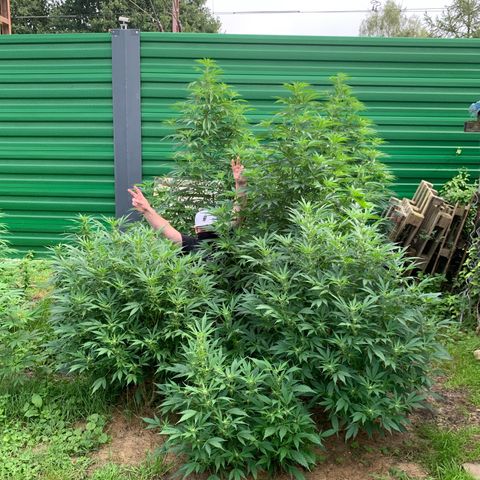 Big Yeti #1 growlog timeline photo