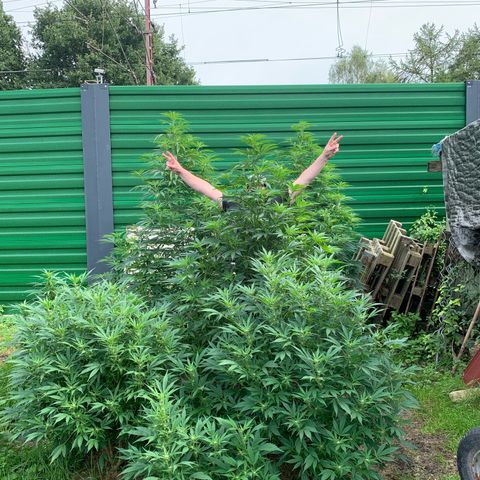Big Yeti #1 growlog timeline photo