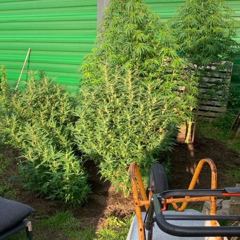Big Yeti #1 growlog timeline photo