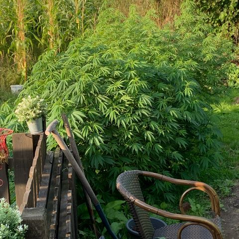 Big Yeti #1 growlog timeline photo