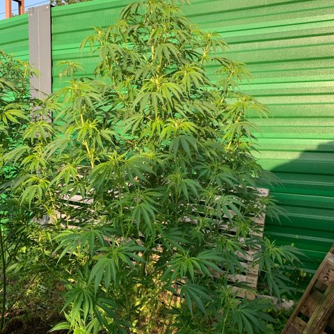 Big Yeti #1 growlog timeline photo