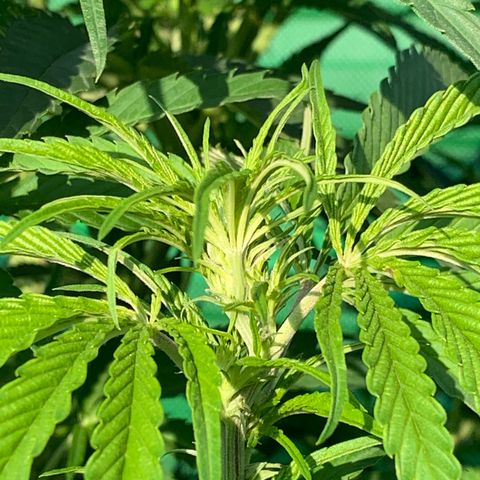 Big Yeti #1 growlog timeline photo