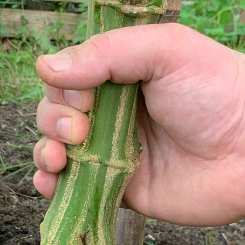 Big Yeti #1 growlog timeline photo