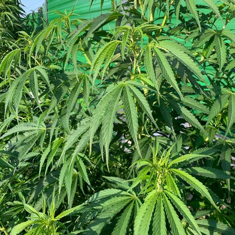 Big Yeti #1 growlog timeline photo