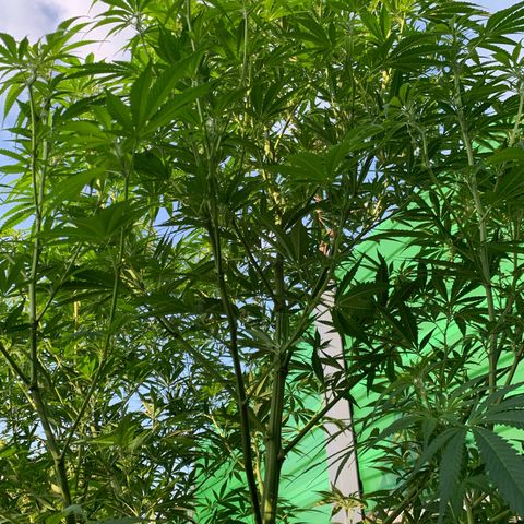 Big Yeti #1 growlog timeline photo