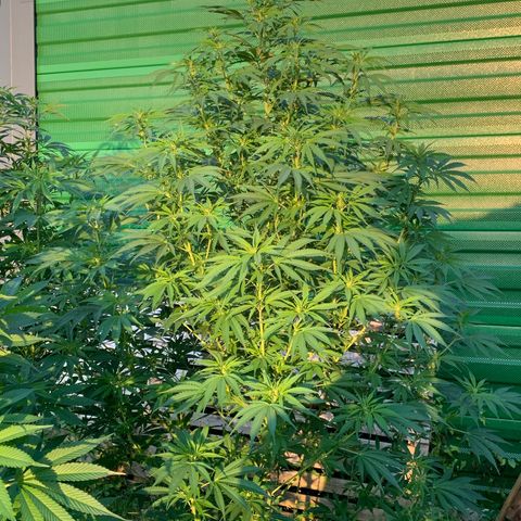 Big Yeti #1 growlog timeline photo