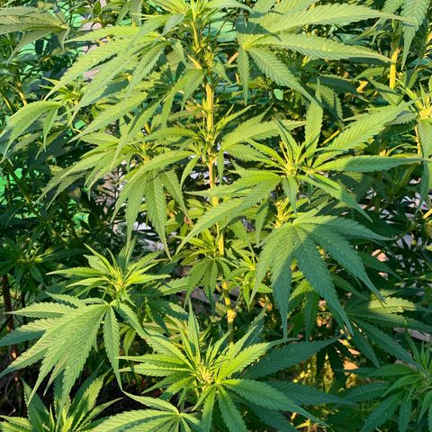 Big Yeti #1 growlog timeline photo