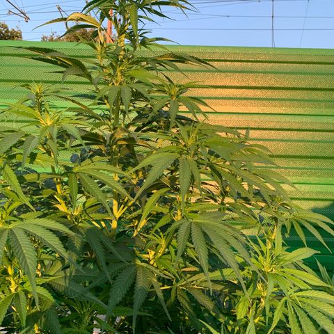 Big Yeti #1 growlog timeline photo