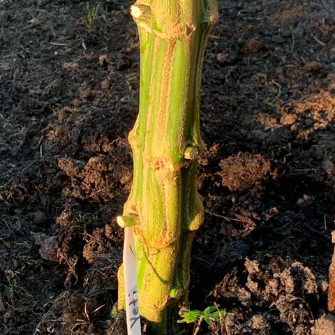 Big Yeti #1 growlog timeline photo