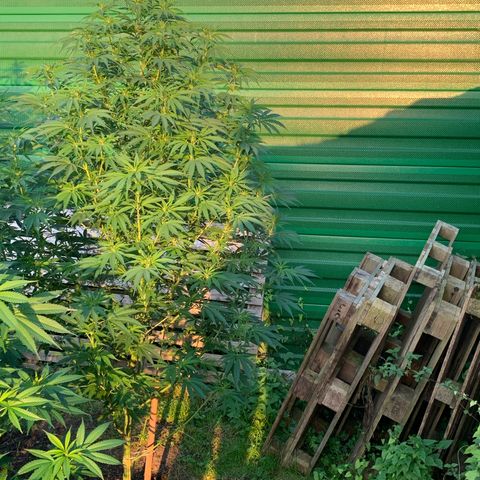 Big Yeti #1 growlog timeline photo