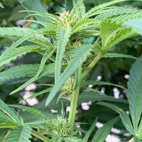 Big Yeti #1 growlog timeline photo