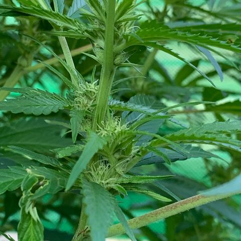 Big Yeti #1 growlog timeline photo