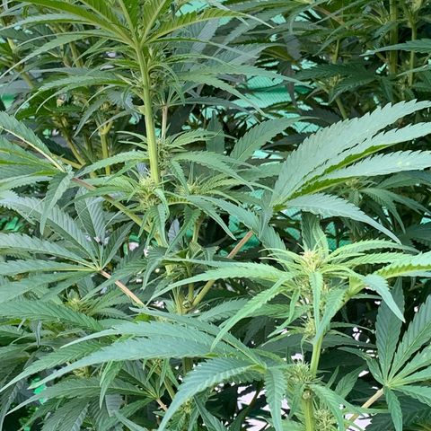 Big Yeti #1 growlog timeline photo