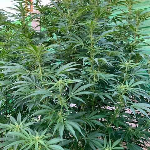 Big Yeti #1 growlog timeline photo