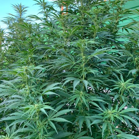 Big Yeti #1 growlog timeline photo