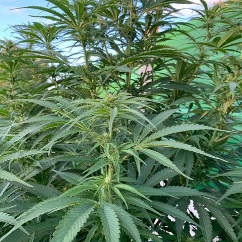 Big Yeti #1 growlog timeline photo
